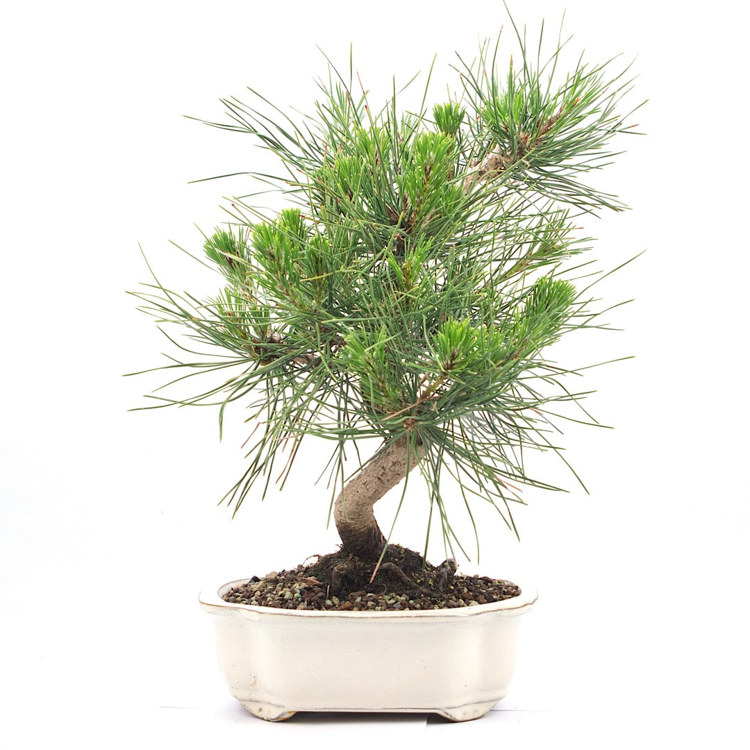 Japanische Schwarzkiefer 'Pinus thunbergii'